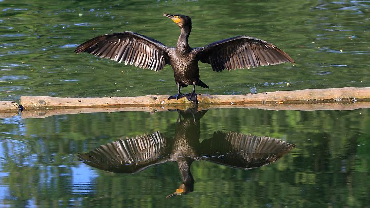 Kein seltener Anblick mehr: In Deutschland gibt es 20.000 Brutpaare der Spezies Kormoran. 