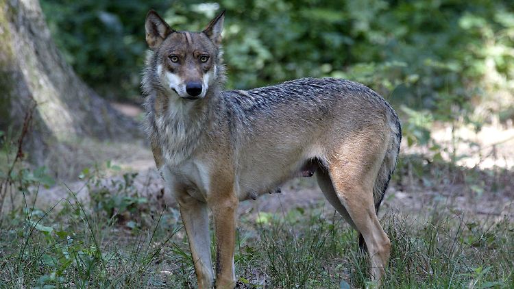 Ein Wolf im Thoiry Zoo.