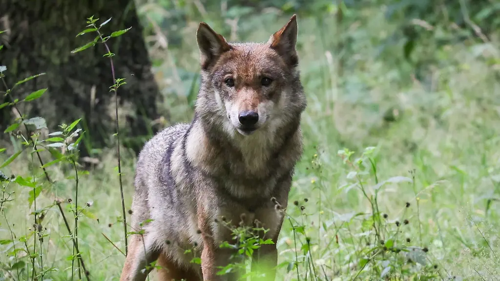 Eine-ausgewachsener-weiblicher-Wolf-steht-in-seinem-Gehege-in-einem-Tierpark