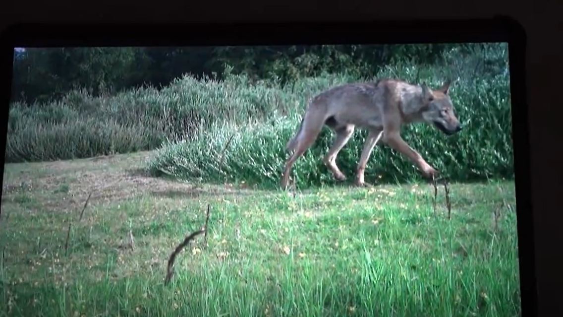 wolf.jpg