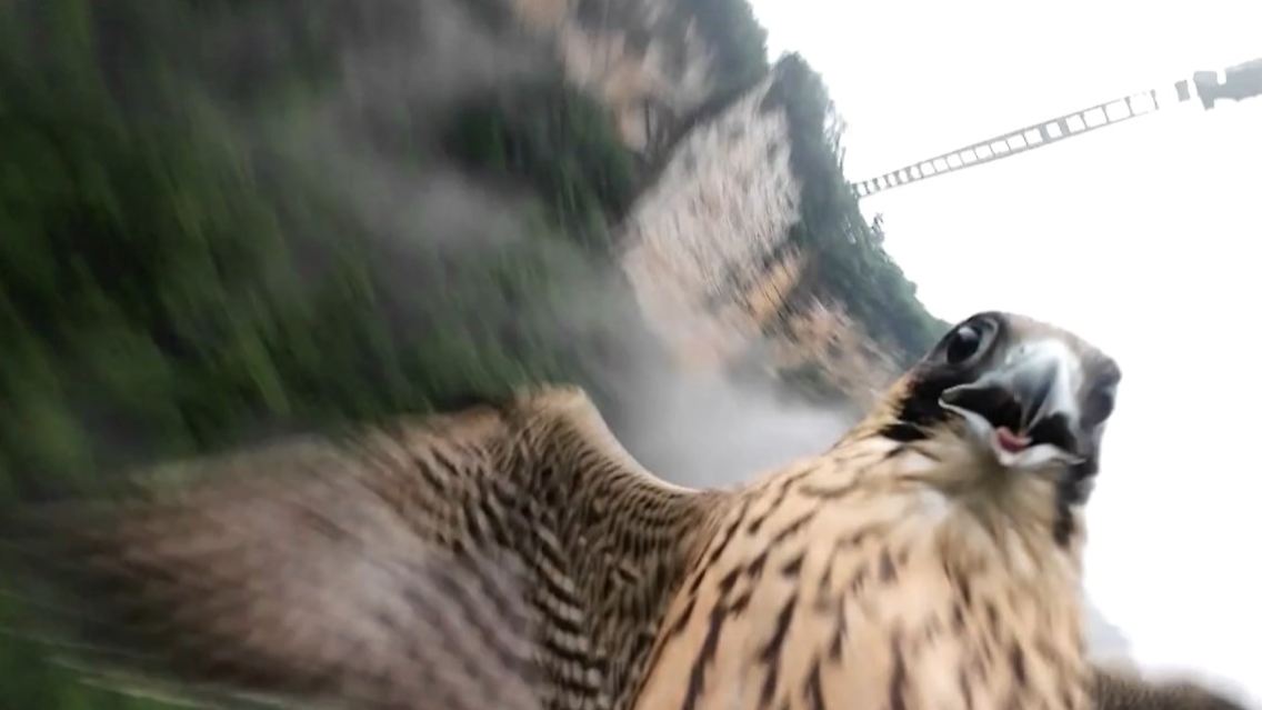 falke.jpg