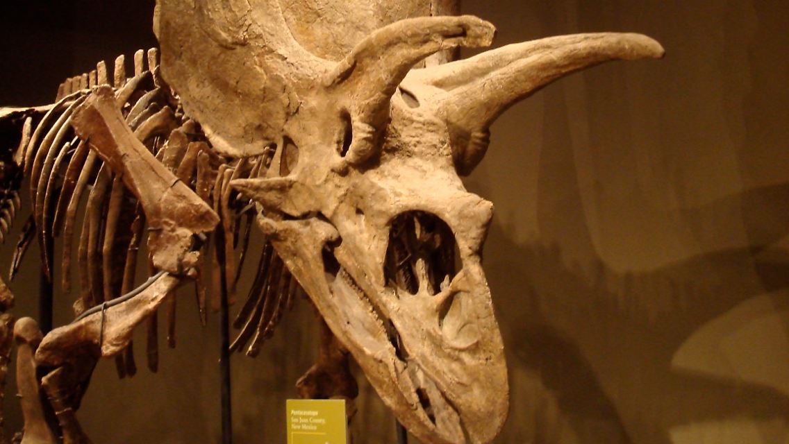 Ein Titanoceratops, dessen Nackenschild fälschlicherweise nach dem Vorbild des Pentaceratops rekonstruiert wurde.