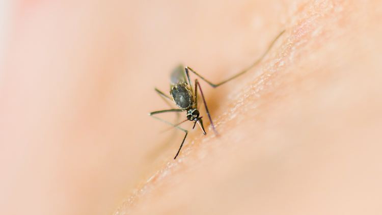 Auch das Oropouche-Virus wird durch Stiche von Mücken übertragen. 