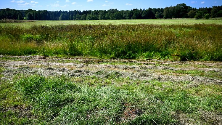 Auf dieser Wiese wurde am Montag die Leiche eines Kindes gefunden. 