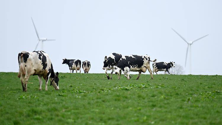 Bei der Fleisch- und Milchproduktion fallen vor allem Methan-Emissionen an, die noch klimaschädlicher sind als C02.