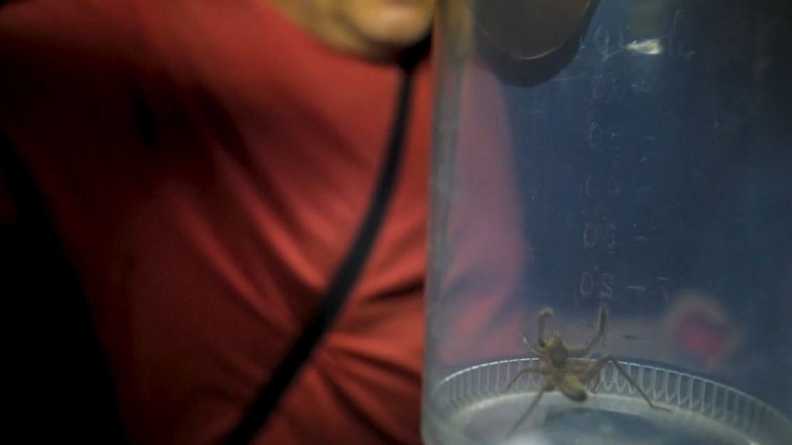 spinne.jpg