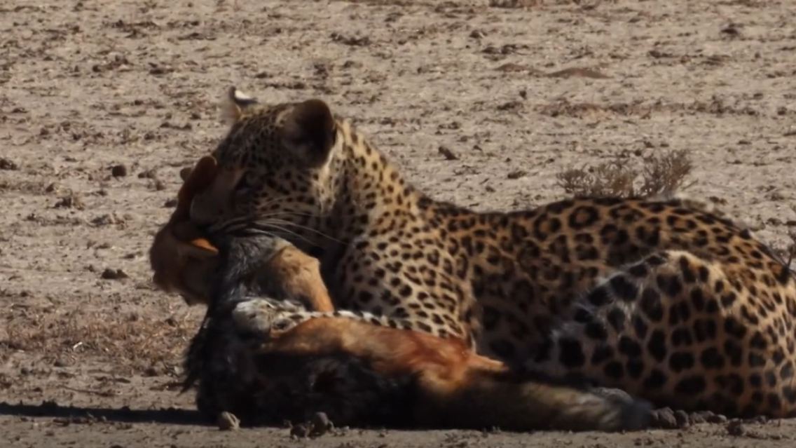 gepard.JPG