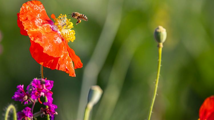 Blüten-Vielfalt: nicht nur schön fürs Auge, auch gut für Bienen.