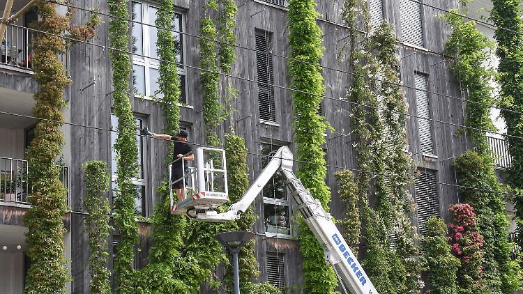 Natürliche Gebäudekühlung im Sommer und gute Wärmedämmung im Winter: Fassadenbegrünung im Freiburger Modellstadtteil Quartier Vauban.