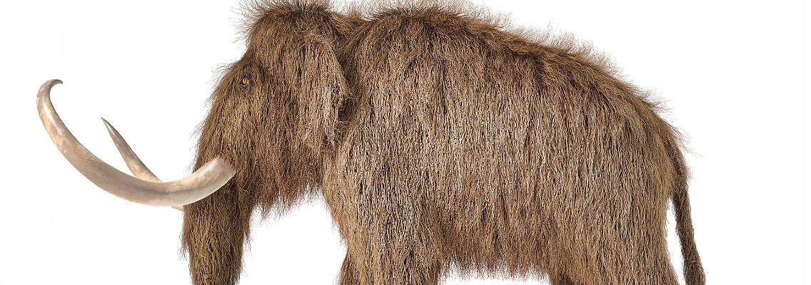 Mammut.kleiner.jpg