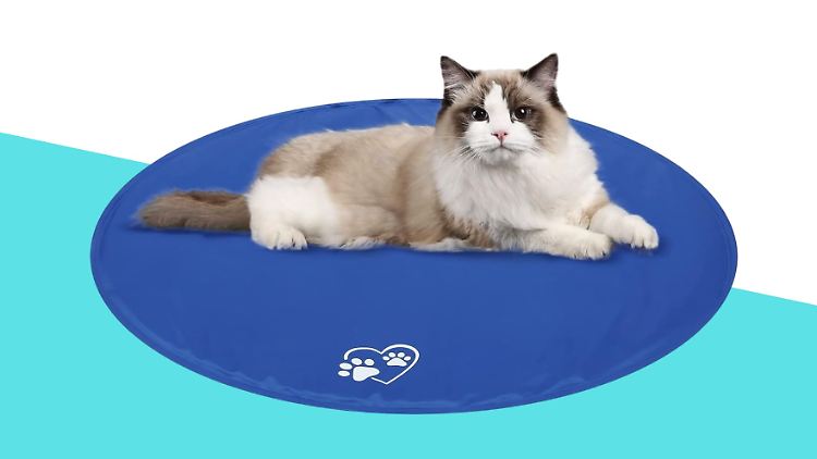 Manche Katzen mögen die mit Gel gefüllten Kühlmatten, andere ignorieren sie.
