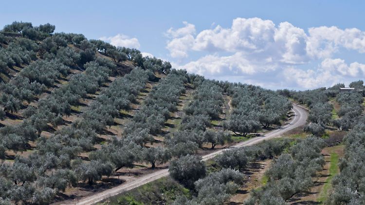 Andalusien ist eine der wichtigen Anbauregionen in Spanien.