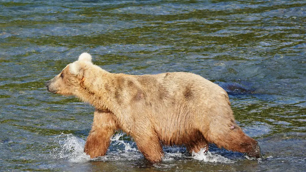 Zwoelf-Braunbaeren-lieferten-sich-im-Katmai-Nationalpark-eine-Woche-lang-ein-Rennen-um-den-kuriosen-Fat-Bear-Titel-Baerin-Grazer-mit-der-Kennzahl-128-konnte-ueberzeugen