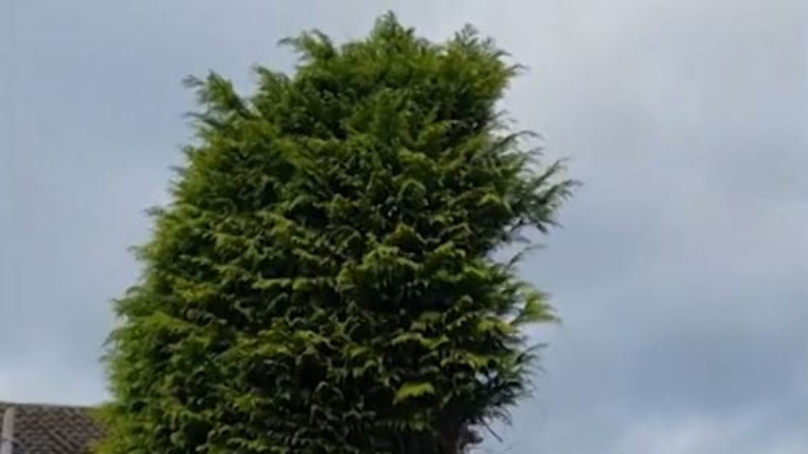 baum.JPG