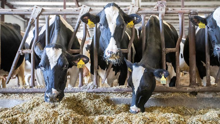 Kontaminierte Milch in US-Supermärkten: Milchviehhaltung in den USA, hier auf einer Farm in Iowa.