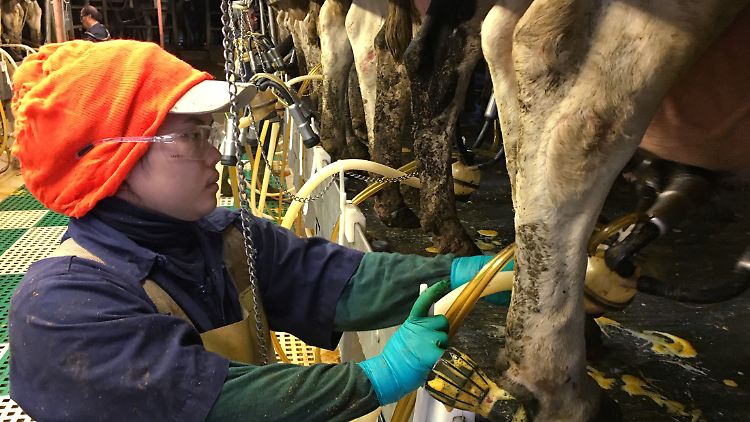 Milchviehhaltung in den USA: "Die Situation ist meines Erachtens nicht unter Kontrolle."