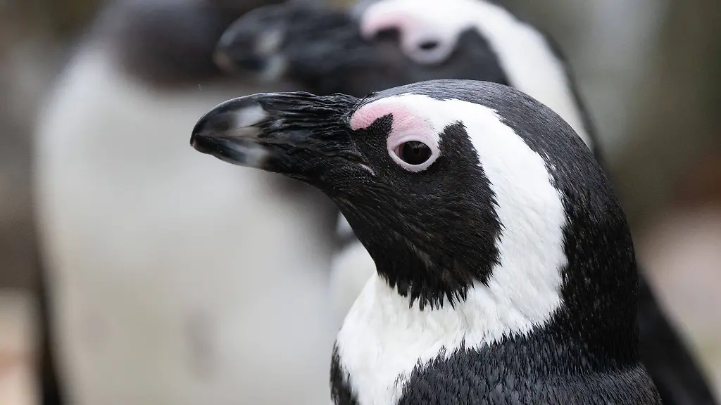 Brillenpinguine-Spheniscus-demersus-stehen-in-ihrem-Gehege-im-Zoo