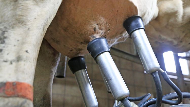 Über Melkmaschinen kann H5N1 zwischen Tieren, aber auch auf Menschen übertragen werden.