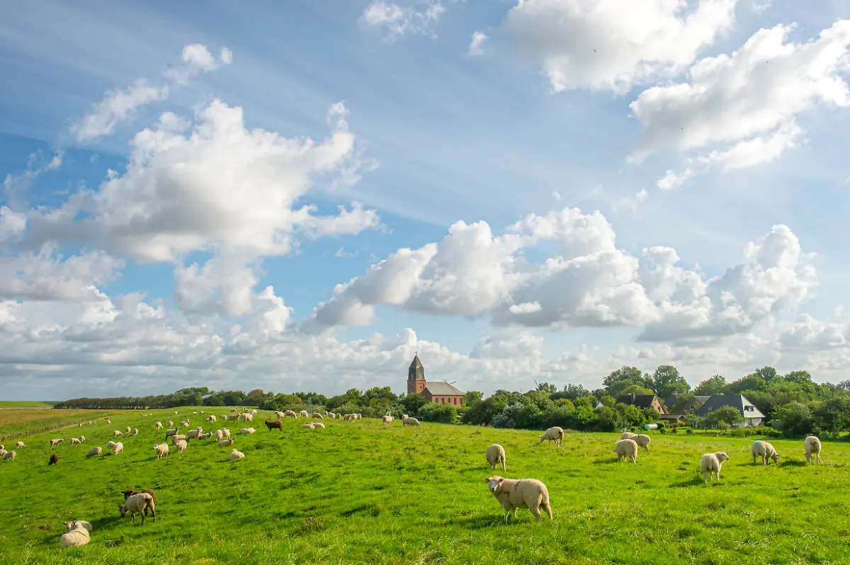 NICHT-VERWENDEN-S144-145-Schafe-Kirche-Uelvesbuell5232-Oliver-Franke