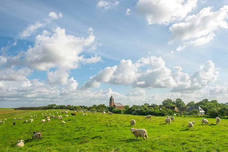 NICHT-VERWENDEN-S144-145-Schafe-Kirche-Uelvesbuell5232-Oliver-Franke
