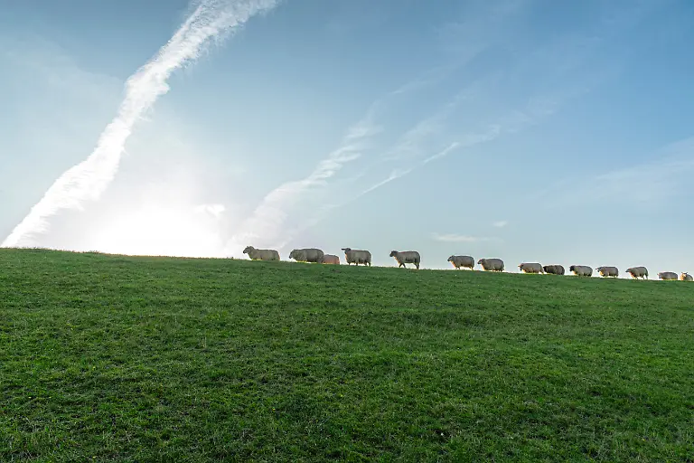 NICHT-VERWENDEN-S124o-Westerhever-Eiderstedt-Schafe7376-Oliver-Franke