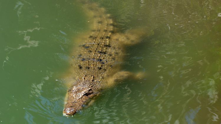 In unmittelbarer Nähe der Stelle, an der das Mädchen verschwand, soll ein Salzwasserkrokodil gesichtet worden sein (Archivbild).
