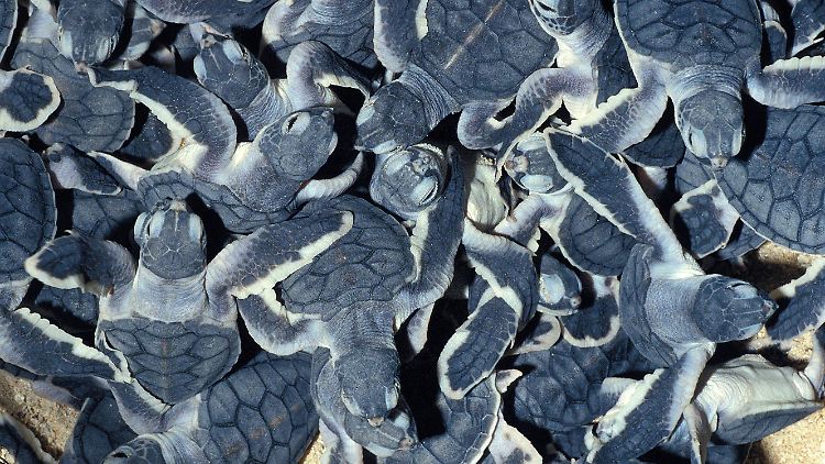 Aufgrund seiner Lage sei Malaysia Drehscheibe für den Schmuggel von Schildkröten, hieß es.