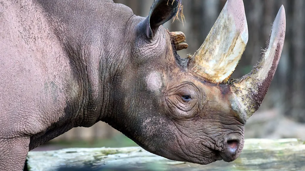 Ein-Spitzmaulnashorn-geht-im-Magdeburger-Zoo-durch-das-Freigehege