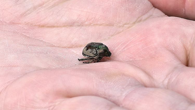 Wer einen Japankäfer entdeckt, soll sich bei den Behörden melden.