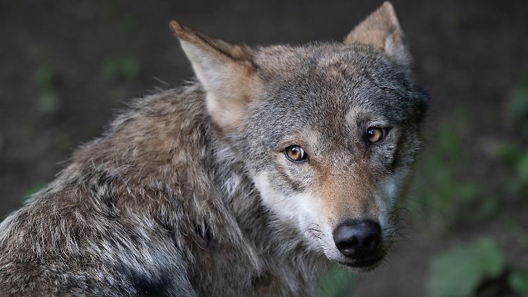 Ob der Wolf den Hund getötet hat, ist nicht bekannt. 