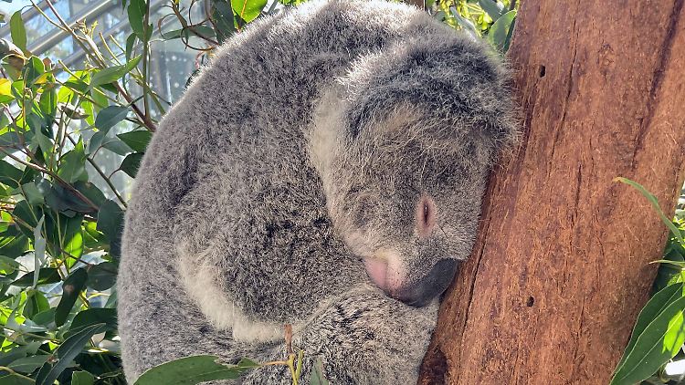 Ein Koala schläft in einem Eukalyptusbaum im Wild Life Sydney Zoo.