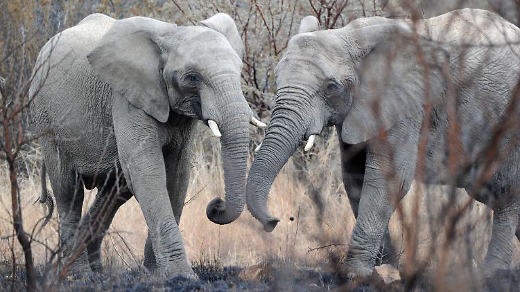 Zwei Elefanten im Pilanesberg-Nationalpark.