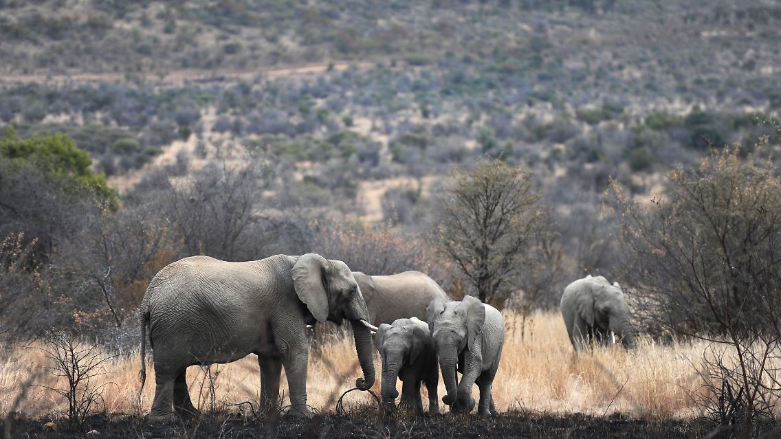 Eine Elefantenherde im Pilanesberg National Park (Archivfoto).