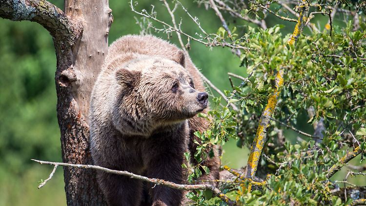 Braunbären findet man in Deutschland fast ausschließlich in Wildparks.