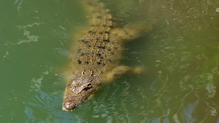 Laut Regierung leben im Northern Territory über 100.000 Salzwasserkrokodile.