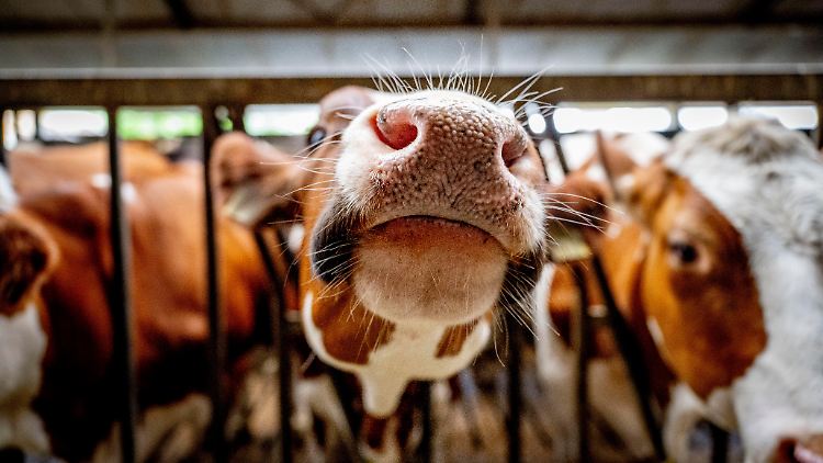 In US-amerikanischen Rinderfarmen breitet sich das Vogelgrippe-Virus immer weiter aus.
