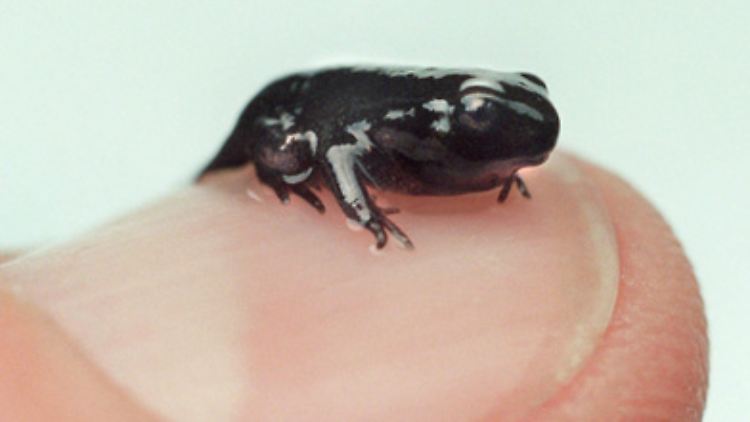Die kleinsten unter den Fröschen passen gleich mehrmals auf einen Fingernagel.