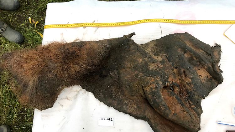 52.000 Jahre alte Haut eines Wollmammuts, nachdem sie aus dem Permafrost ausgegraben worden war. 