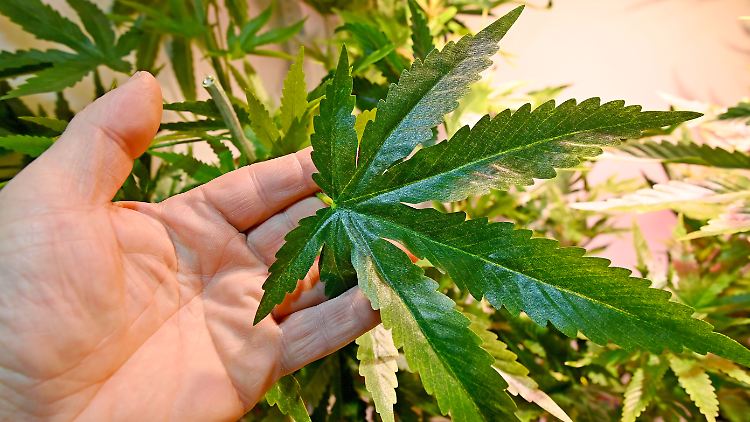 Seit der Cannabis-Legalisierung wächst das Geschäft mit medizinischem Cannabis rasant. 