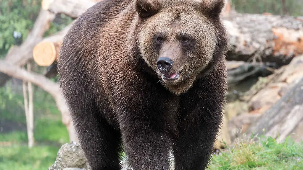 Der-Braunbaer-Lucifer-steht-in-einem-Gehege-im-Berliner-Zoo