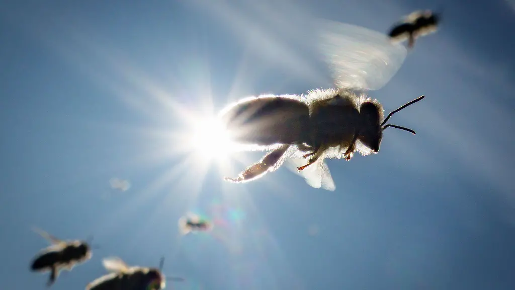 Bienen-kehren-in-der-Nachmittagssonne-zu-ihrem-Stock-auf-dem-Frankfurter-Lohrberg-zurueck