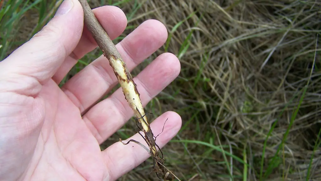 Ein-Mann-haelt-in-einem-Wald-bei-Erfurt-einen-von-einer-Maus-zernagten-Ast