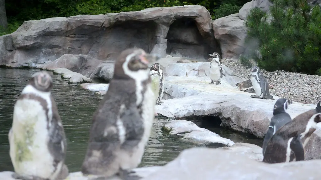 Das-Pinguin-Gehege-im-Rostocker-Zoo