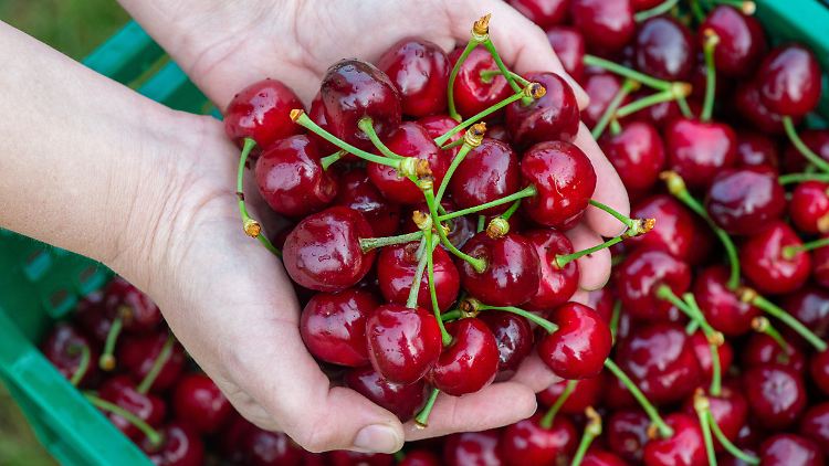 Bei den beliebtesten Obstsorten Deutschlands sind Kirschen schon lange etwas abgeschlagen.