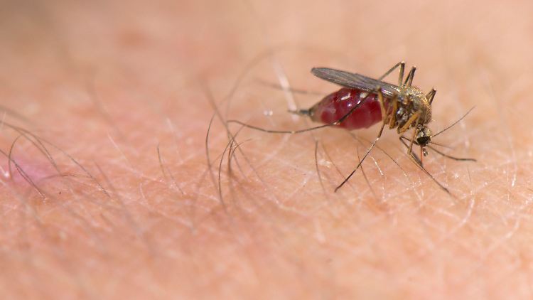 Die Gemeine Stechmücke (Culex pipiens) ist in Europa weit verbreitet.