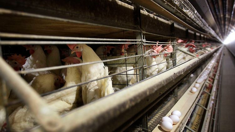 Derzeit grassiert die größte je dokumentierte Vogelgrippe-Welle.