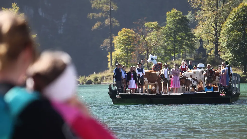 Zum-Ende-des-Almsommers-sind-am-Koenigssee-in-Oberbayern-Kuehe-auf-dem-Seeweg-nach-Hause-geholt-worden