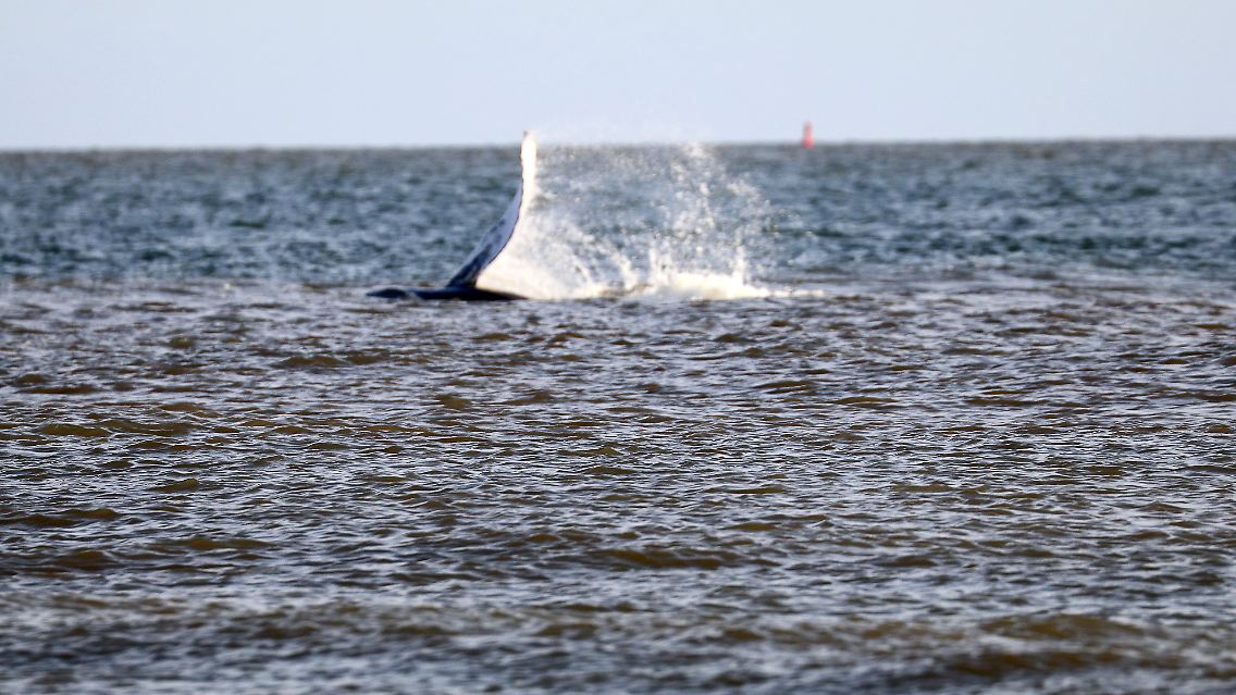 Vor Norderney war der Buckelwal wahrscheinlich auf Nahrungssuche.