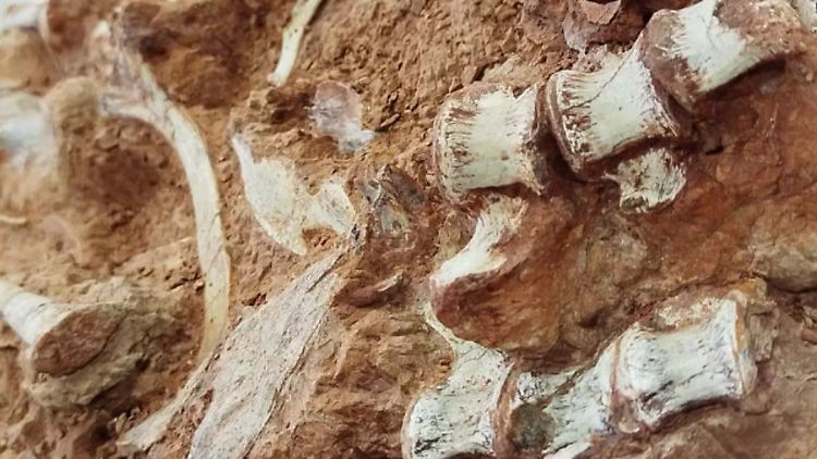 Die Größe der Knochen lässt laut den Forschern darauf schließen, dass der gefundene Dinosaurier bis zu 2,5 Meter groß war.