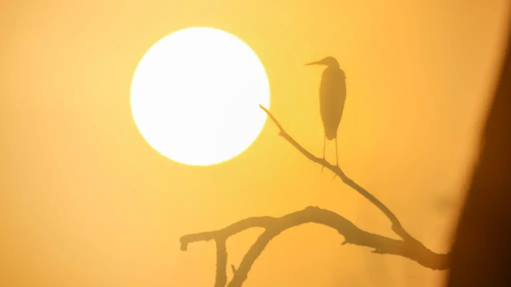 Ein-Graureiher-sitzt-bei-Sonnenaufgang-auf-einem-Ast-in-Unlingen